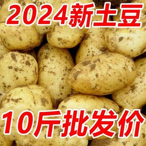 正宗山东新鲜中大土豆5黄皮黄心当季土豆农家蔬菜带箱10斤马铃薯