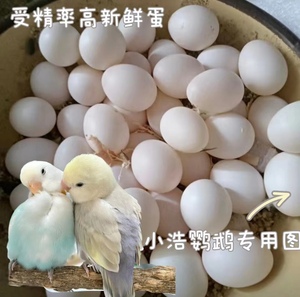 种蛋可孵化牡丹玄风虎皮种蛋当天新鲜蛋受精率高品质受精高