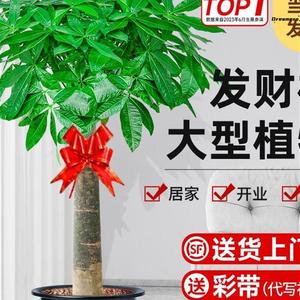 。客厅旺财植物客厅放的大棵绿植室内大型真树盆栽步步高招财树开