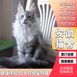 缅因猫幼猫纯种棕银虎斑烟灰色长毛猫咪活物巨大型活体森林宠物猫