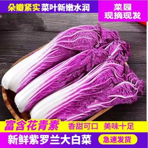 现摘新鲜特色蔬菜韩国紫裔紫色大白菜紫白菜凉拌生吃炒菜紫白菜