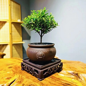 小叶紫檀盆景盆栽树苗正宗