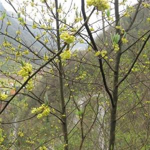 白胡椒树苗 黑胡椒苗 山胡椒地栽苗盆栽都可以当年结果南北方种植