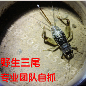 三尾蟋蟀野生蟋蟀三尾母蛐生宁阳兖州三尾母蛐蛐三妹子活体