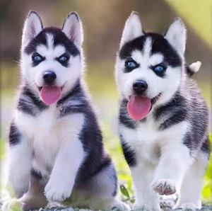 纯种哈士奇幼犬活体二哈幼犬三火蓝眼中型雪橇犬三傻宠物狗狗训练