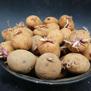 甘肃定西黄皮土豆种子带芽原种黄心白心土豆种马铃薯种洋芋土豆种