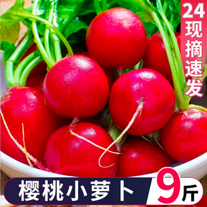 新鲜樱桃萝卜5-9斤迷你小红萝卜水果圆萝卜生吃蔬菜沙拉食材红丁