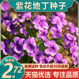 紫花地丁种子花种籽子矮生地被花苗草种籽盆栽多年生四季种植种孑