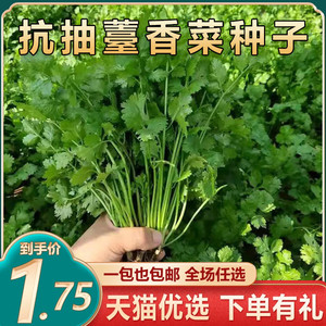 香菜籽种香菜苗种孑四季种植种子播种阳台农家蔬菜水培老品种籽