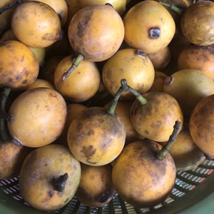 广西野生木竹子果酸桐子竹桔竹节子黄牙果山枇杷竹橘 水果1斤包邮