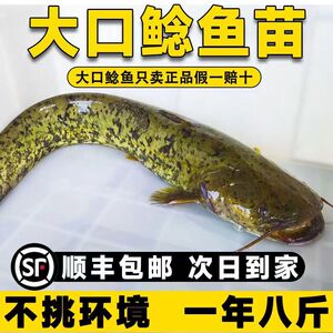 四川大口鲶鱼苗淡水养殖食用活体河鲶土鲶鱼二须鲶肉食塘鲺鲶鱼苗