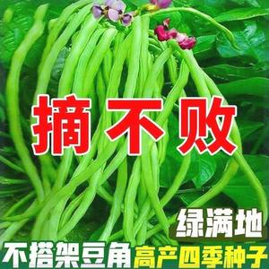 不搭架无架长豆角种子摘不败长豇豆种籽长款虹豆春季蔬菜种子大全