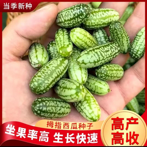 拇指西瓜种子小西瓜迷你蔬菜可吃四季阳台种植小拇指西瓜