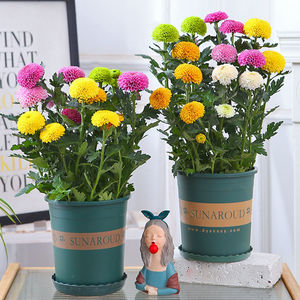 乒乓菊盆栽带花阳台庭院开花植物重瓣球形菊花苗四季好养绿植花卉