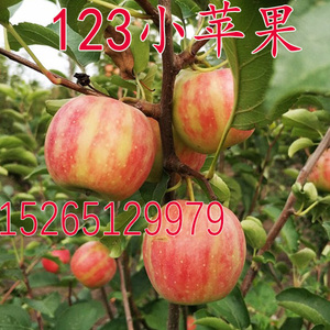 东北特产123果树苗123沙果123小苹果树苗沙果苗南北方种植海棠果