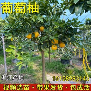 台湾甜葡萄柚苗黄心西柚苗 嫁接鸡尾葡萄柚子苗 黄金葡萄柚子树苗