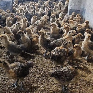 纯种土鸡正宗半大鸡半斤鸡苗农家笨鸡脱温鸡苗蛋鸡现货活苗批发