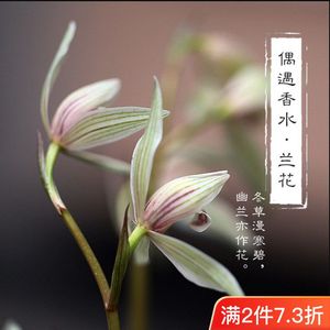 正品纯植物偶遇兰花味香水兰草花女士清新淡雅持久诱惑迷人高贵香