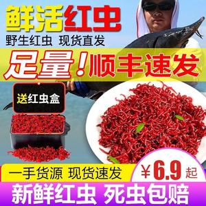 红虫活饵鲤鱼大红天津拉饵钓鱼红饵到家斗虫冬季虫挂钩公新鲜饵料