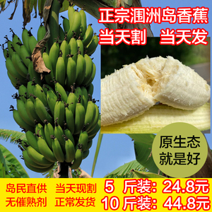 广西北海涠洲岛香蕉火山绿皮青皮蕉5斤10斤装无加剂自然捂熟水果