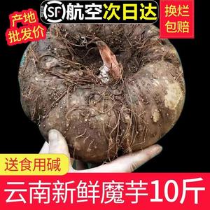 魔芋新鲜10斤云南大魔芋生魔芋现挖正宗农家自种花魔芋头豆腐原料