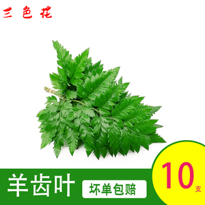 新鲜杨子叶 高山羊齿叶 芒叶10支 花草酒店西餐烘焙摆盘装饰点缀