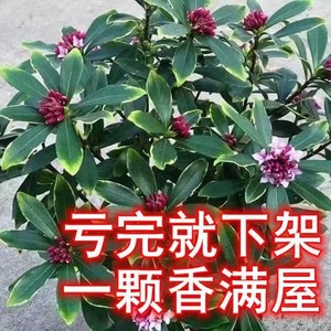 金边瑞香大苗盆栽浓香耐寒花卉室内外观花植物开花大小苗