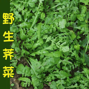 纯野生荠菜种子大叶野菜四季播菜籽阳台庭院盆栽农家蔬菜地菜