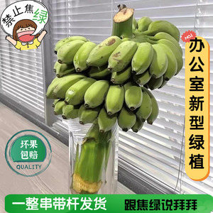 禁止蕉绿香蕉绿植可食用水培香蕉一整株小米蕉办公室新型绿植摆件