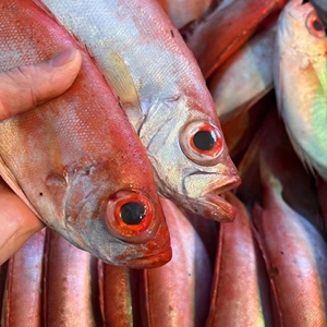 深海大眼鸡鲜活冷冻大目鲷新鲜红眼鱼红目鲢海鲜水产品整条