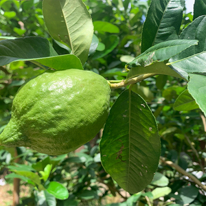 【泰国柠檬叶汤料】泰国柠檬叶汤料品牌,价格 - 阿里巴巴