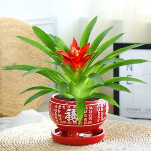 鸿运当头水培植物水养花卉室内盆栽带红花植物大红星凤梨绿植好养