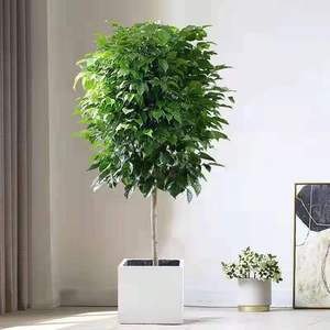 幸福树盆栽植物室内客厅树桩平安发财树大型盆景花卉绿植净化空气