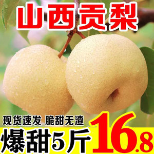 山西贡梨9斤新鲜水果冰糖蜜梨新鲜梨子原产地应季现摘现发整箱