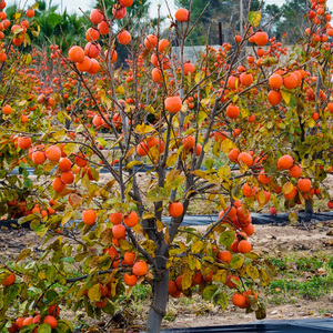 脆甜柿子树果苗庭院南北方种植水果树火晶磨盘特大树嫁接当年结果