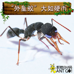 猎镰猛蚁harpegnathos venator活体蚂蚁工坊宠物生日礼物科普教学