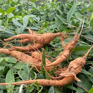 小叶广西牛大力苗中叶种植苗野生五指毛桃