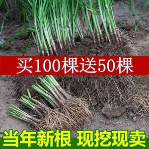 新韭菜根香韭菜根小叶韭菜根大叶韭菜根四季可栽好养活的庭院绿植