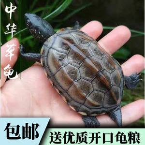 中华草龟小乌龟活物外塘深水长寿龟宠物观赏龟水金线龟墨龟草龟苗