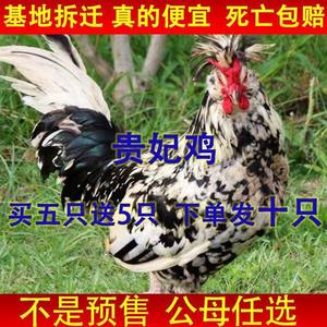 【正宗发货】贵妃鸡苗便宜优质散养观赏鸡珍珠鸡农家自养五颜六色