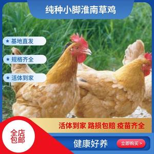 正宗小脚淮南草鸡 半斤现货活的品种鸡一个月鸡苗黑爪学生版幼苗