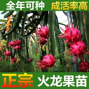 红心火龙果苗果树盆栽地栽庭院阳台南北方四季种植果树苗当年结果