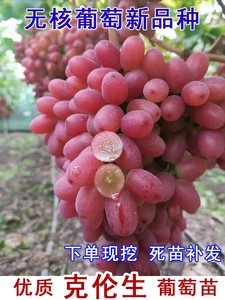 无籽红提克伦生葡萄苗爬藤葡萄树苖南方北方种植当年结果果树果苗