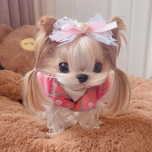 约克夏幼犬纯种金头雪白银背宠物狗赛级韩系全金小体型狗狗双血统