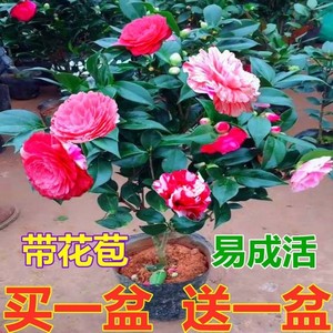浓香茶花盆栽带花苞香妃四季茶花树苗室内外阳台庭院种植观赏花卉