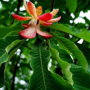 [5棵装]中药材厚朴树苗 川朴紫油厚朴苗室外庭院种植中经济造林