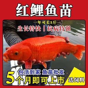 江西大品种兴国红鲤鱼苗可食用淡水养殖鱼苗荷包红鲤鱼苗活体包活