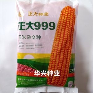 正大种业正大999玉米种子籽 饲料玉米种子 高产黄粒红轴1公斤