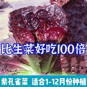 紫孔雀菜种子紫罗马生菜一年四季种生吃香甜生菜种子粮油作物种子