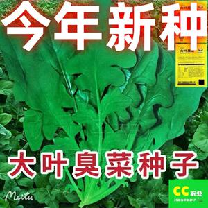 大叶臭菜种子春秋播种东北芝麻菜籽阳台盆栽野菜臭菜蔬菜种籽大全